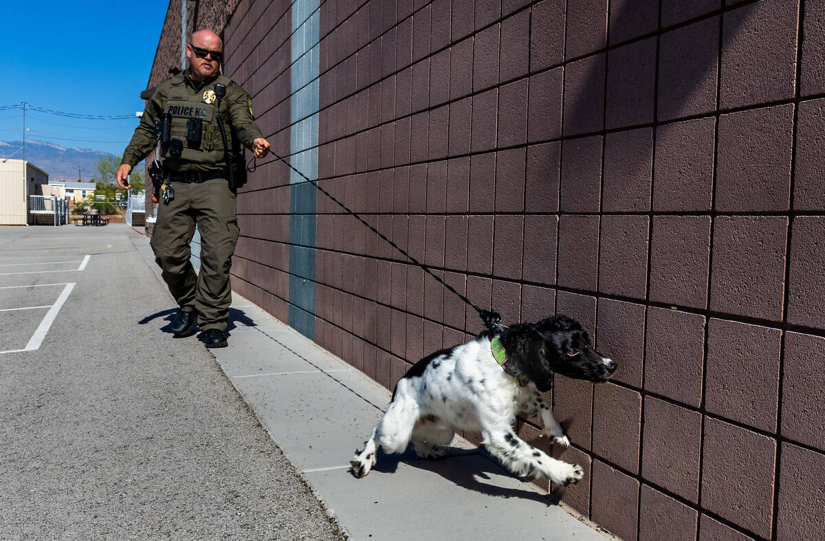 Clark County School District Police Department's K-9 officer Joe Cordsen works with his dog Jac ...