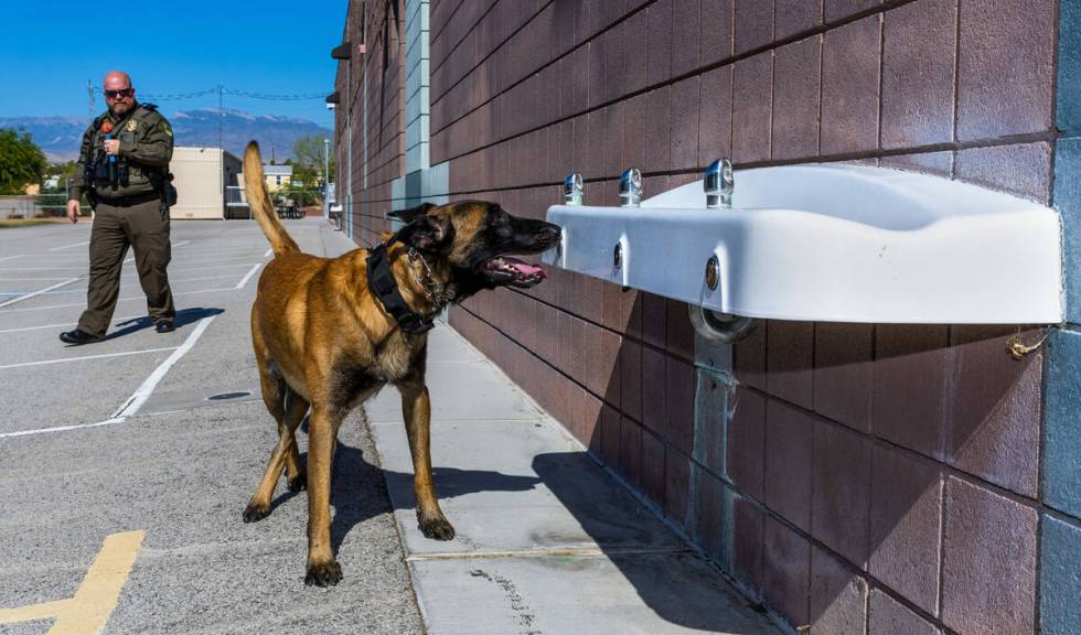 Clark County School District Police Department's K-9 dog Ace signals he has found a hidden item ...