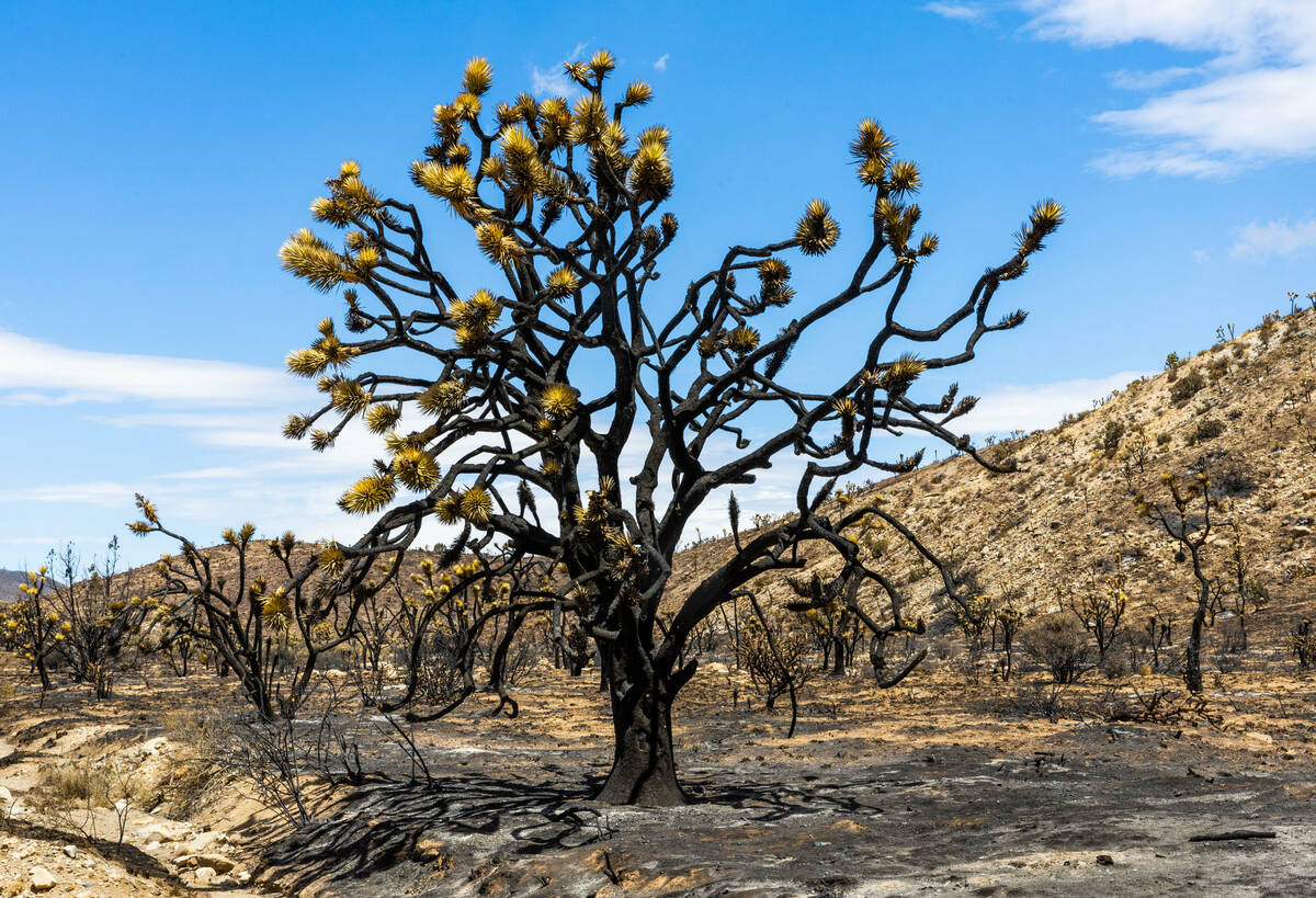 Thousands of yuccas and Joshua trees are burned by the York Fire along Ivanpah Road within the ...
