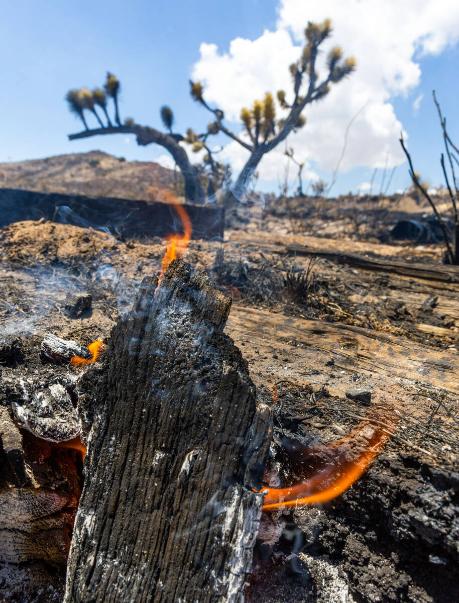 Spot fires are all that remain as thousands of yuccas and Joshua trees burned by the York Fire ...