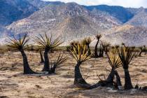 Yuccas are burnt about the desert floor as the York Fire is better contained along Ivanpah Road ...