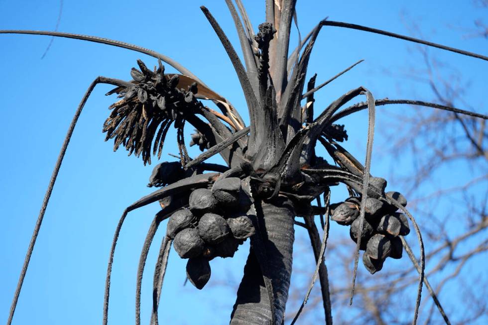 A burnt coconut tree is seen, Saturday, Aug. 12, 2023, in Lahaina, Hawaii. (AP Photo/Rick Bowmer)