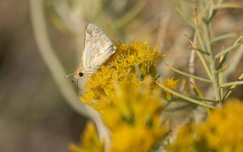 Bleached sandhill skipper in the meadows at Baltazor Hot Spring in Humboldt County, Nevada, tak ...