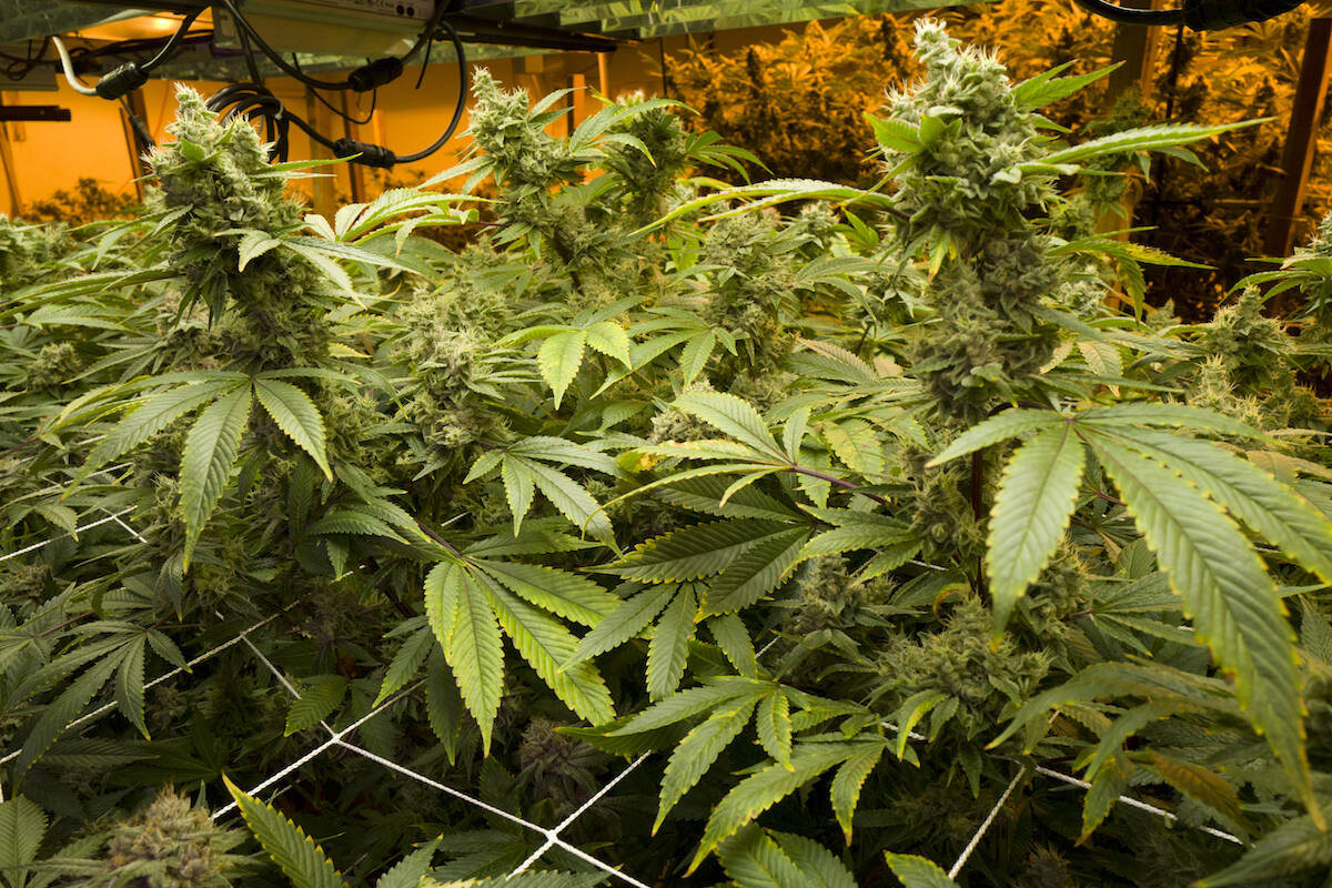 This Monday, May 20, 2019, photo shows mature marijuana plants beginning to bloom under artific ...