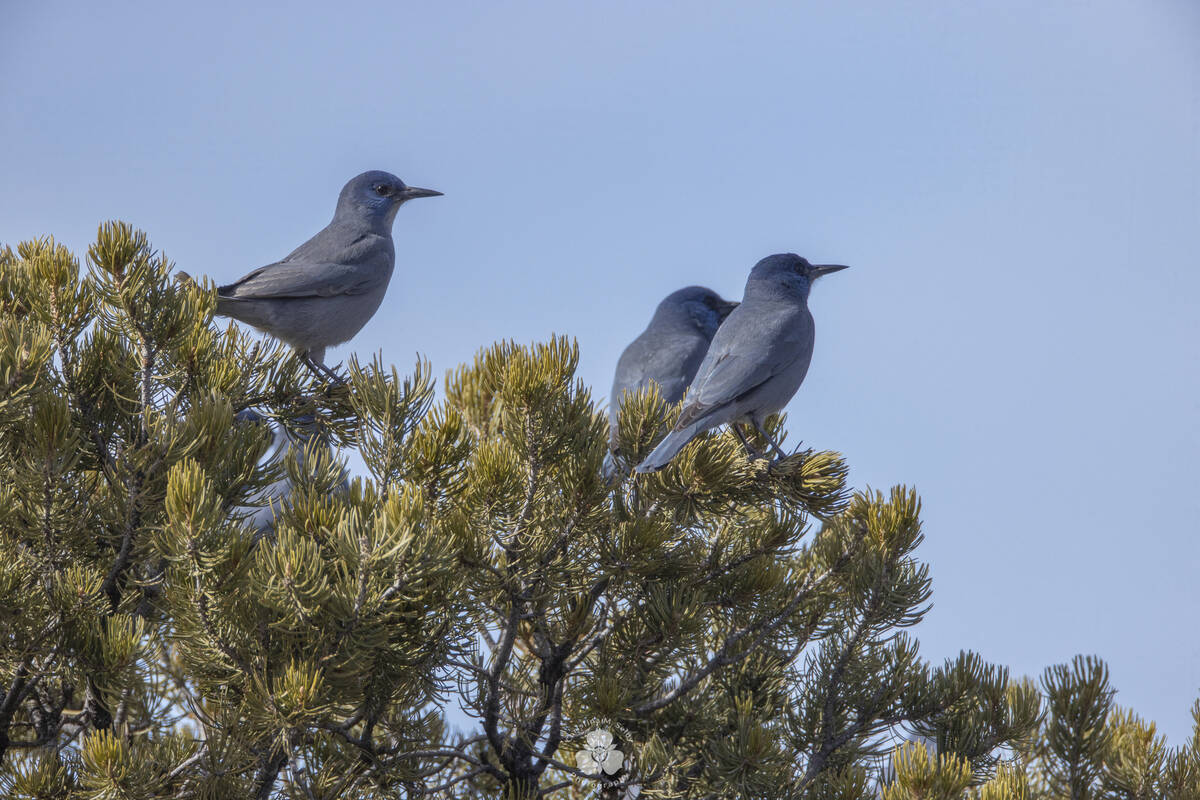 Three pinyon jays sit in a piñon tree in northern New Mexico. (Christina M. Selby via AP)