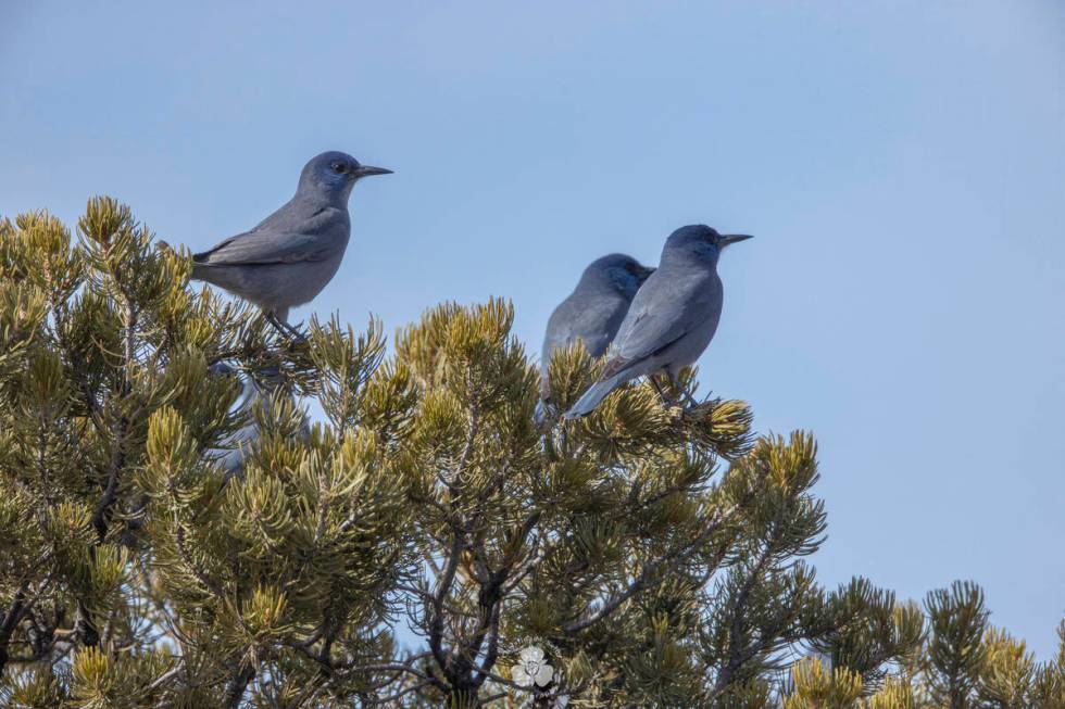 Three pinyon jays sit in a piñon tree in northern New Mexico. (Christina M. Selby via AP)