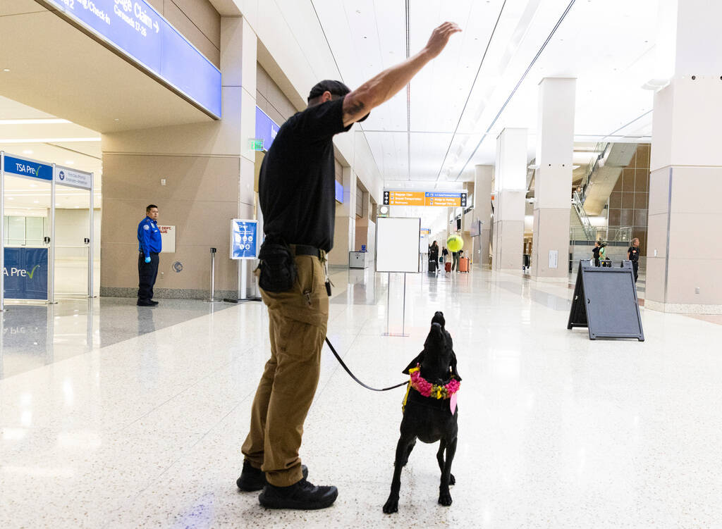 Dina, a Transportation Security Administration explosive detection K-9 and the winner of the TS ...