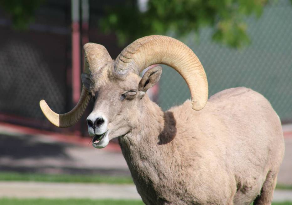 It almost appears as though this bighorn sheep is smiling as it enjoys the cool, wet grass at H ...