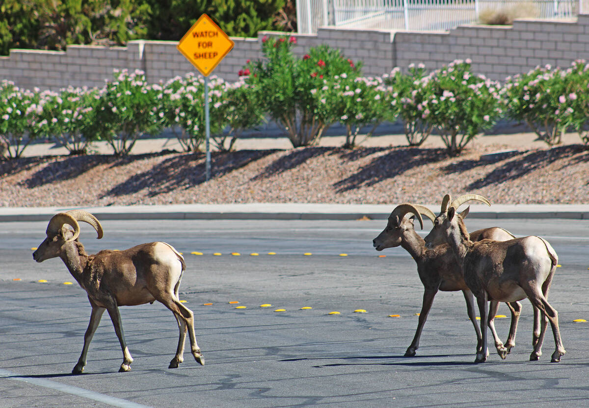 While bighorn sheep can often be seen at Hemenway Park, it's not uncommon to see them on surrou ...