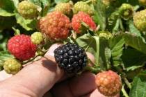 Bob Morris Blackberries will grow in Southern Nevada, but success depends on the variety. Womac ...
