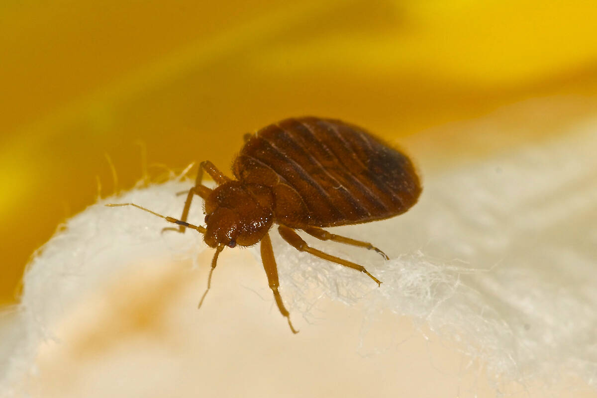 Macro photo of a bed bug (Getty Images)