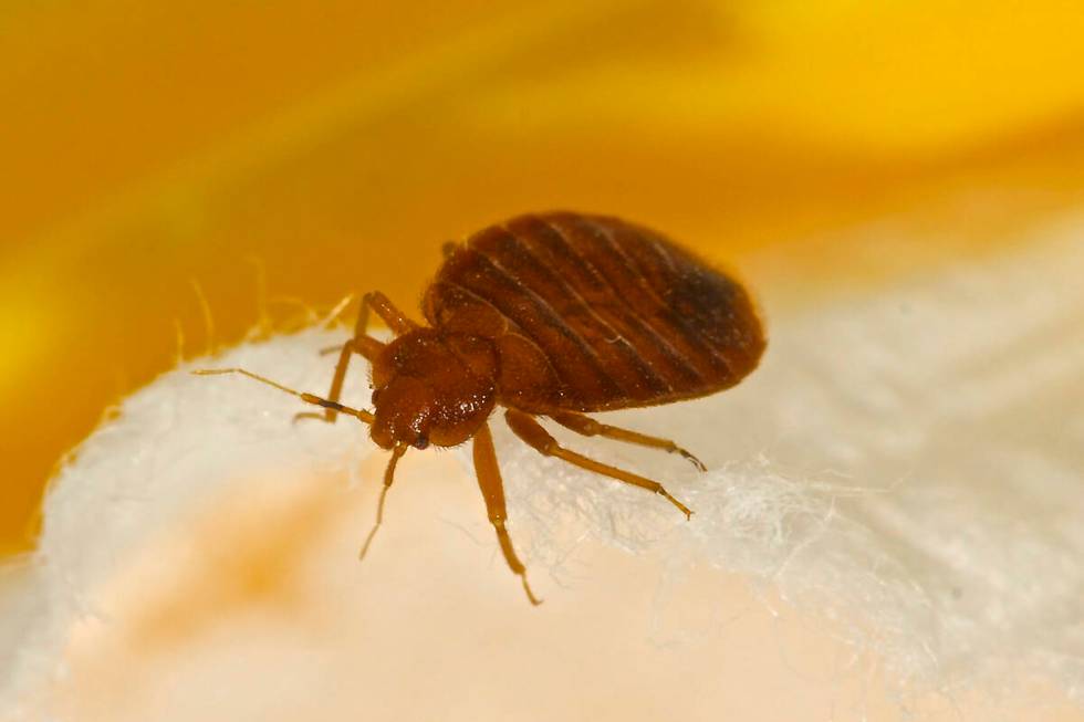 Macro photo of a bed bug (Getty Images)