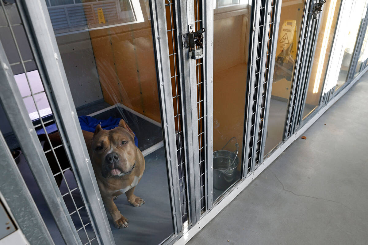 Draghost, a pit bull, who is able to be fostered or adopted, shows his face from a kennel, Frid ...