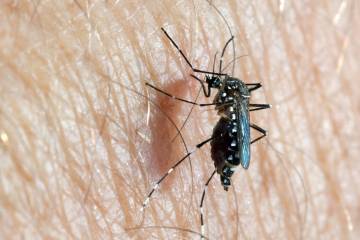 Aedes mosquitoes are small, dark-colored mosquitoes that have white lyre-shaped markings and ba ...