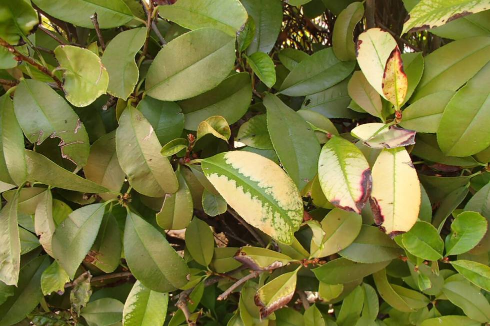 Iron applications are needed to remedy this yellowing photinia. Put the iron on the soil in ear ...