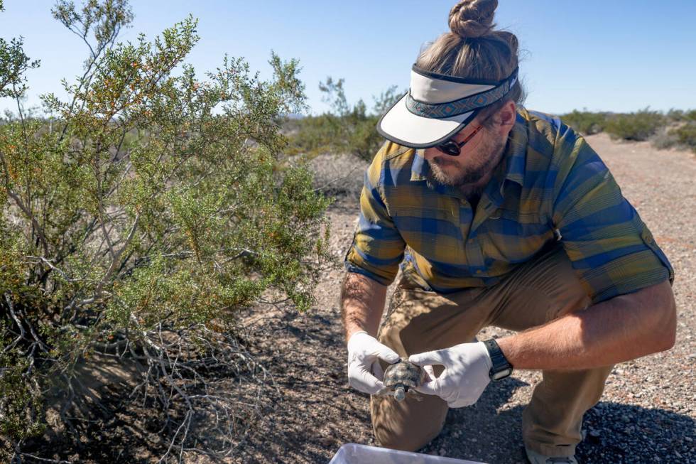 Volunteer Mitchell Gresock releases a desert tortoise into the wild in the desert in Boulder Ci ...