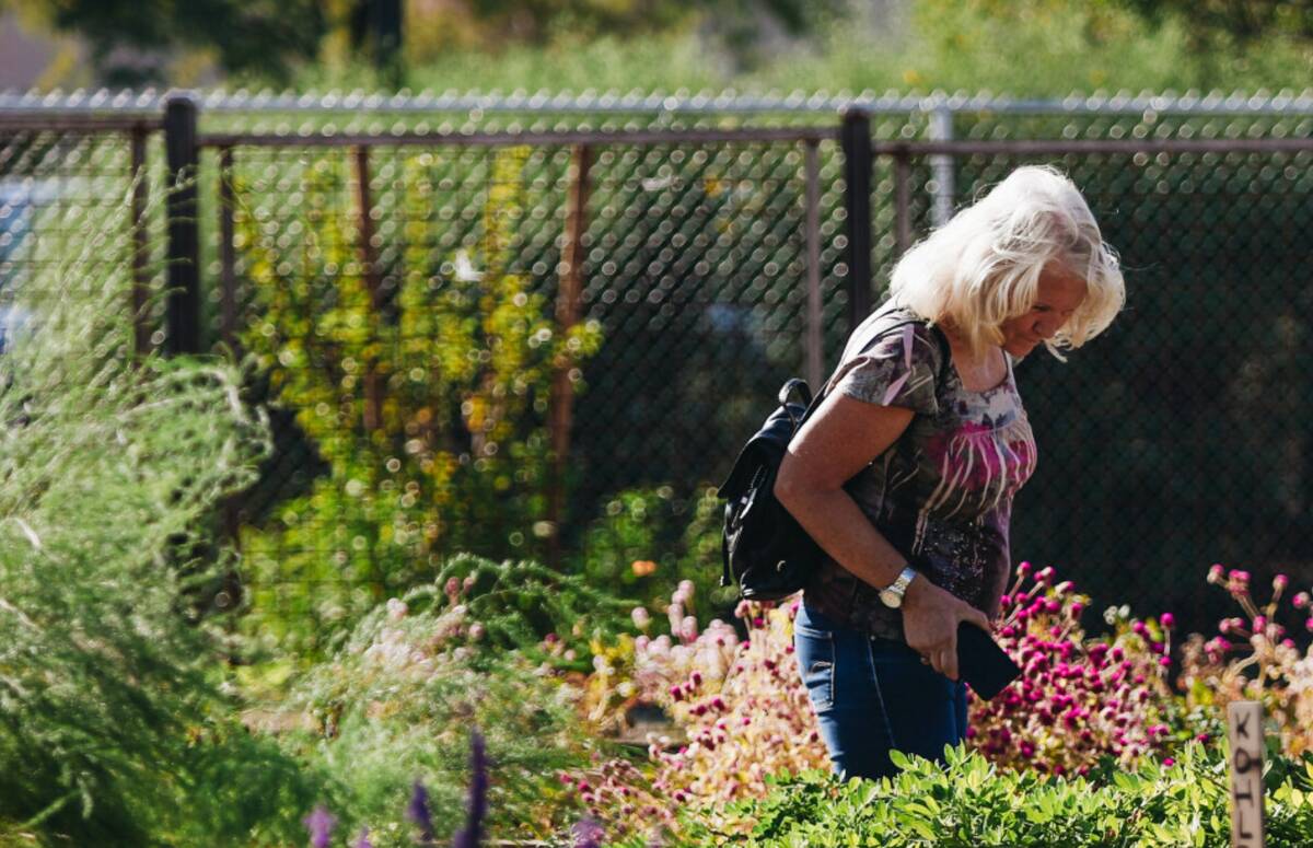 A visitor looks at a new community garden at Pumpkin Park on Thursday, Oct. 26, 2023, in Hender ...
