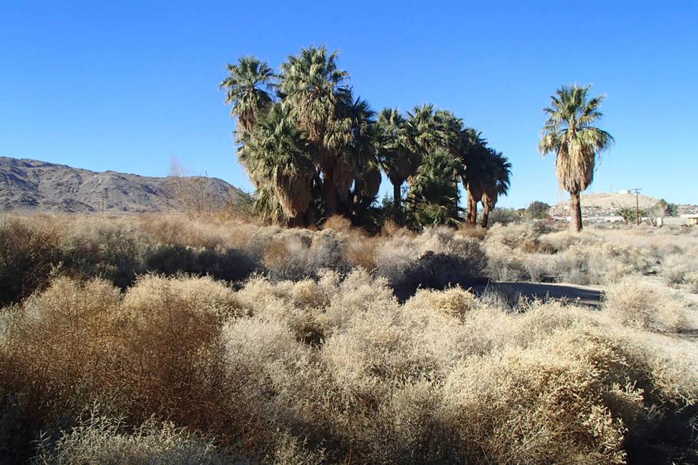 Big trees use more water than smaller trees, and there is a pond near this cluster of palms. (B ...