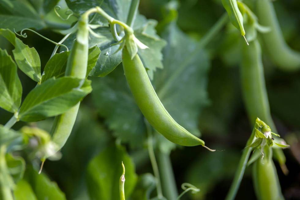 Cool-season vegetables include beans, beets, lettuce and radishes. (Getty Images)