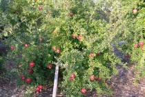 The biggest problem facing pomegranates is leaf-footed plant bugs and the fungal disease they c ...