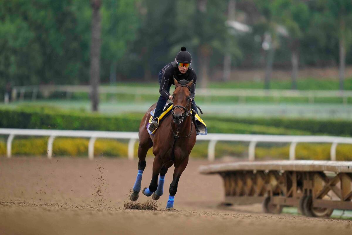 Arabian Knight trains ahead of the Breeders' Cup horse race at Santa Anita Park in Arcadia, Cal ...