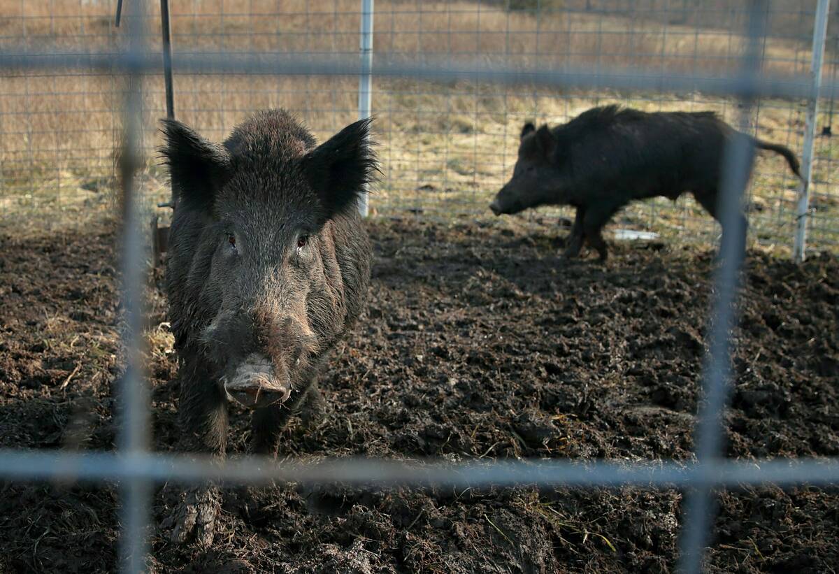 Two feral hogs are caught in a trap on a farm in rural Washington County, Mo., Jan. 27, 2019. M ...