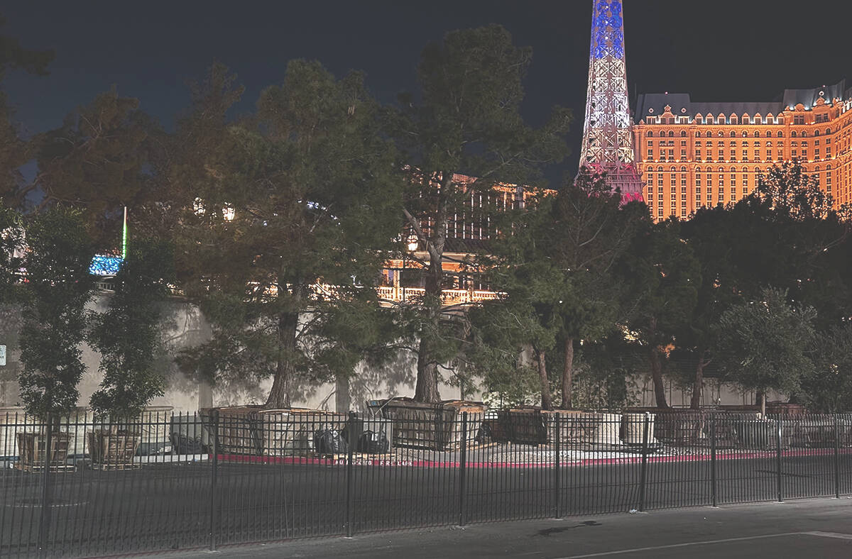 Replacement fir trees sit in crates on Bellagio property, apparently for being planted or re-po ...