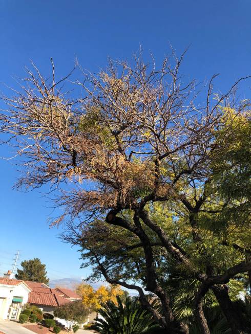 Damage to a mequite tree, possibly caused by spider mites. (Bob Morris)