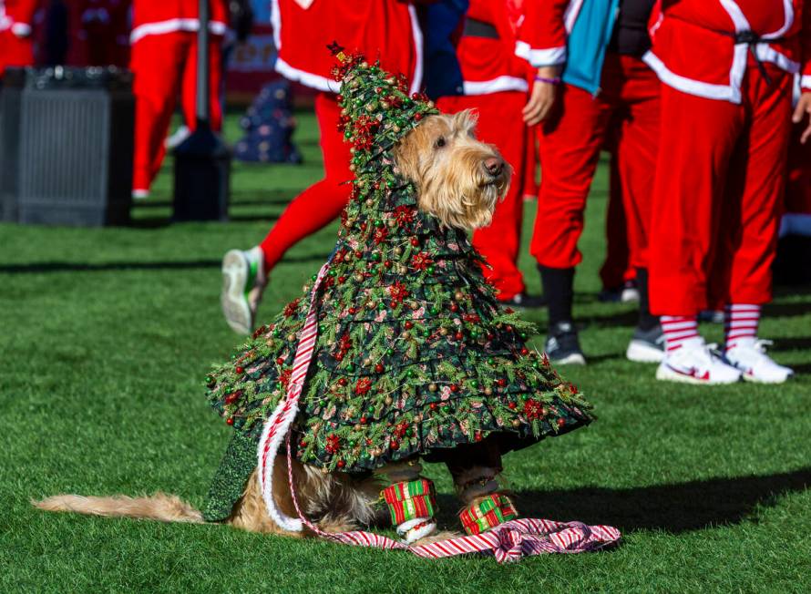 A dog is dressed as a Christmas tree at the Downtown Las Vegas Events Center during the Las Veg ...