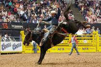Saddle bronc superstar Billy Etbauer, shown on one of his many rides at the Wrangler NFR, will ...