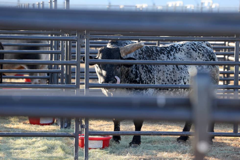 A bull athlete rests in the temporary home for National Finals Rodeo livestock at the intramura ...