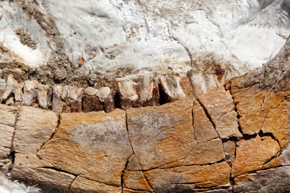 A fossil on display at an event unveiling the new Ice Age Fossils State Park visitor center pla ...