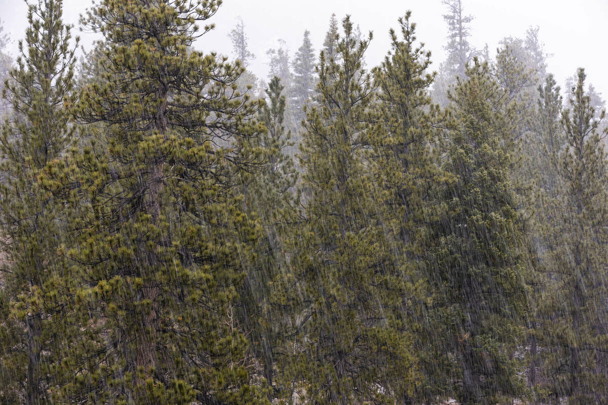 Snow falls along Lee Canyon Road as it builds atop Mount Charleston on Friday, Dec. 22, 2023, i ...