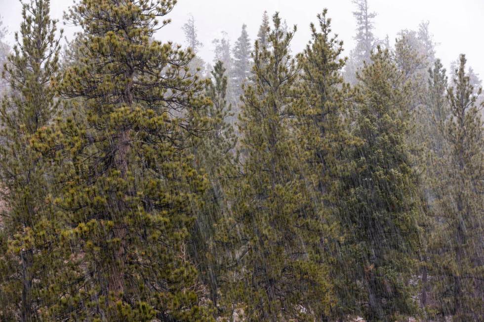 Snow falls along Lee Canyon Road as it builds atop Mount Charleston on Friday, Dec. 22, 2023, i ...