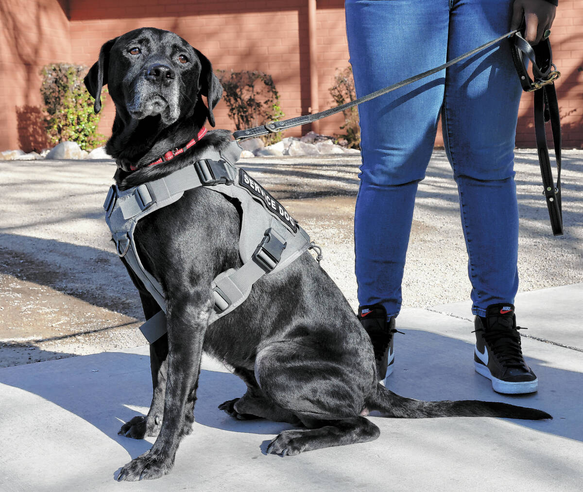 Therapy dog Eddie works with Clark County School District Police Department social worker Moniq ...