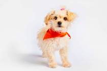 Lady Luck, an adoptable dog through the Nevada SPCA, is competing in the Puppy Bowl. (Animal Pl ...