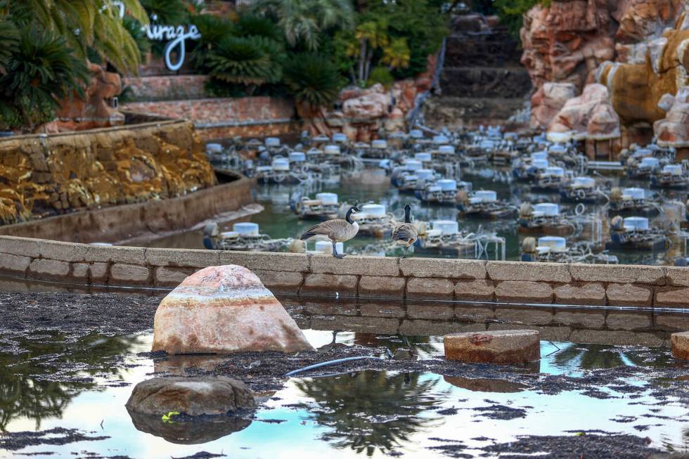 Geese perch in the closed Mirage Volcano site on Tuesday, Jan. 16, 2024, in Las Vegas. Paramoun ...