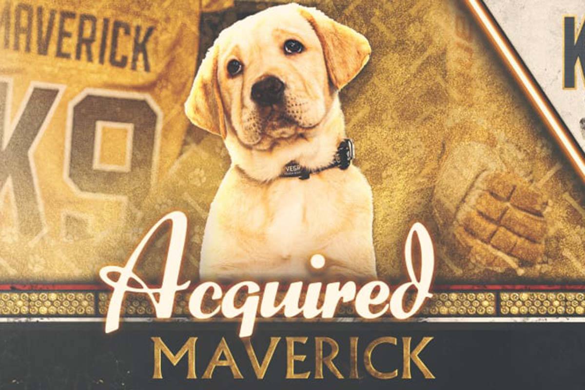 Maverick, who is being trained to be a service dog by the nonprofit America's VetDogs, was sign ...