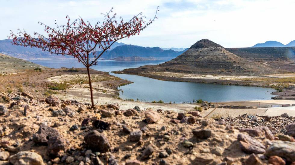 Plant life blooms above Boulder Harbor as water flows into it having been empty last year at th ...