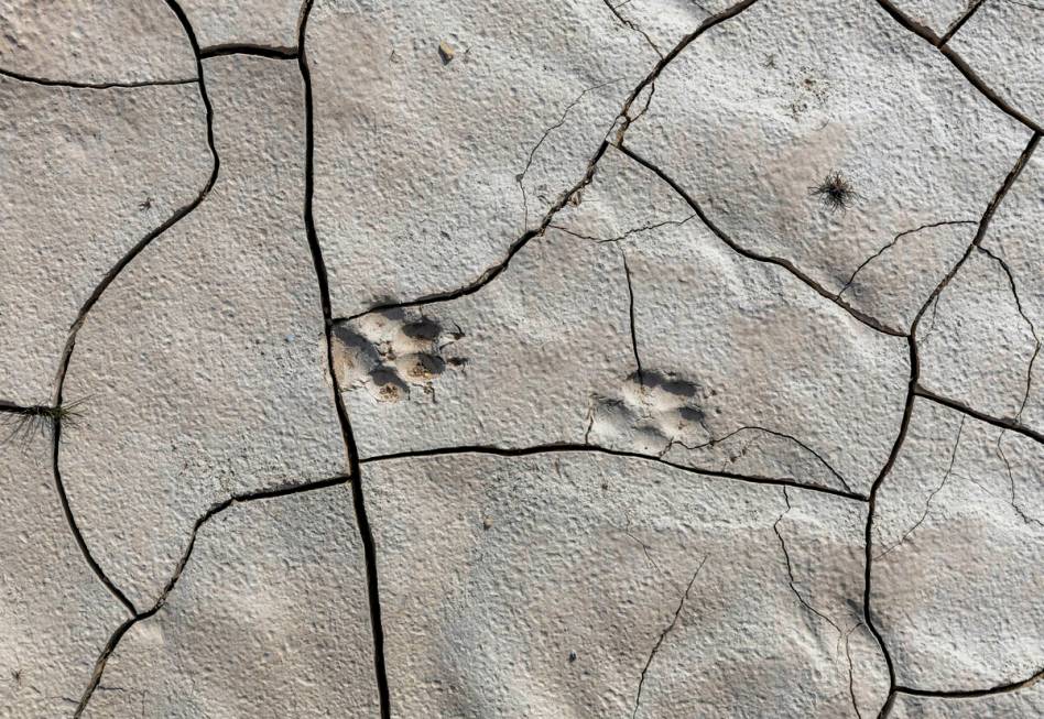 Paw prints remain in cracked earth near Boulder Harbor, now filling with water after the shore ...