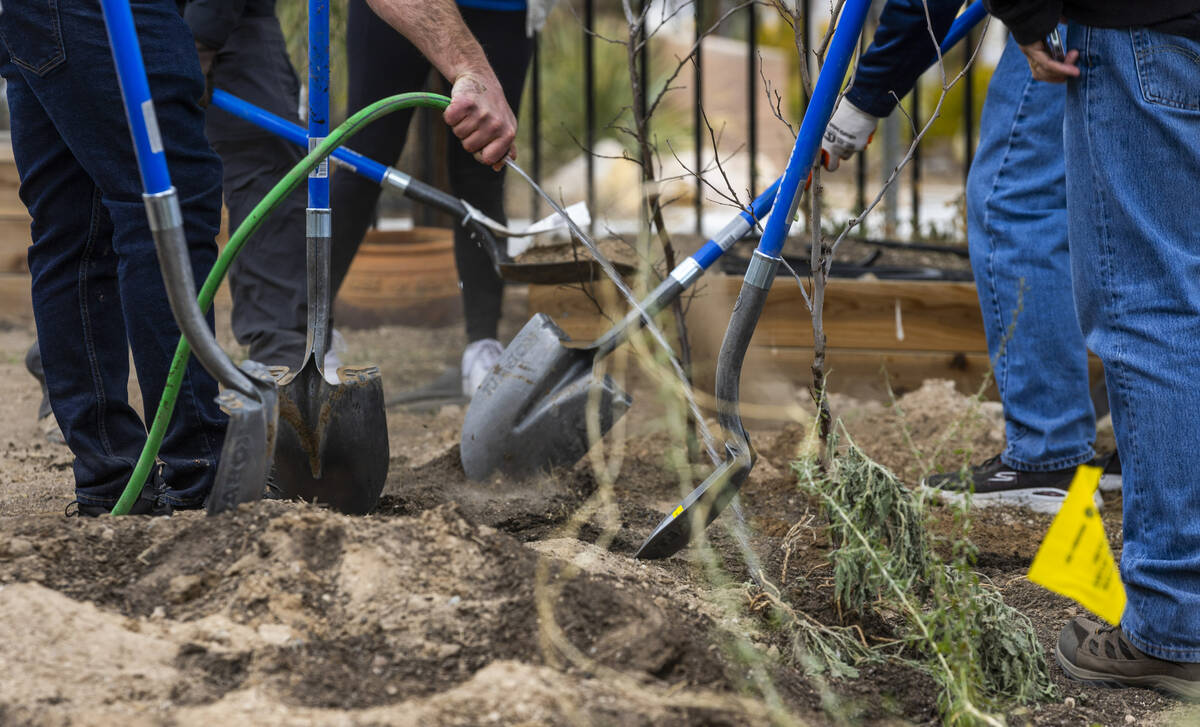 Attendees plant trees and bushes then water during the first of Super Bowl "Green Week&quo ...