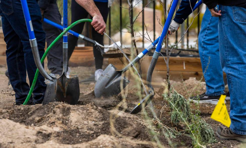 Attendees plant trees and bushes then water during the first of Super Bowl "Green Week&quo ...