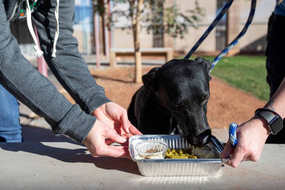 3-year-old Dooley enjoys a "PUPSgiving" meal donated by Barx Parx at City of Henderson Animal C ...