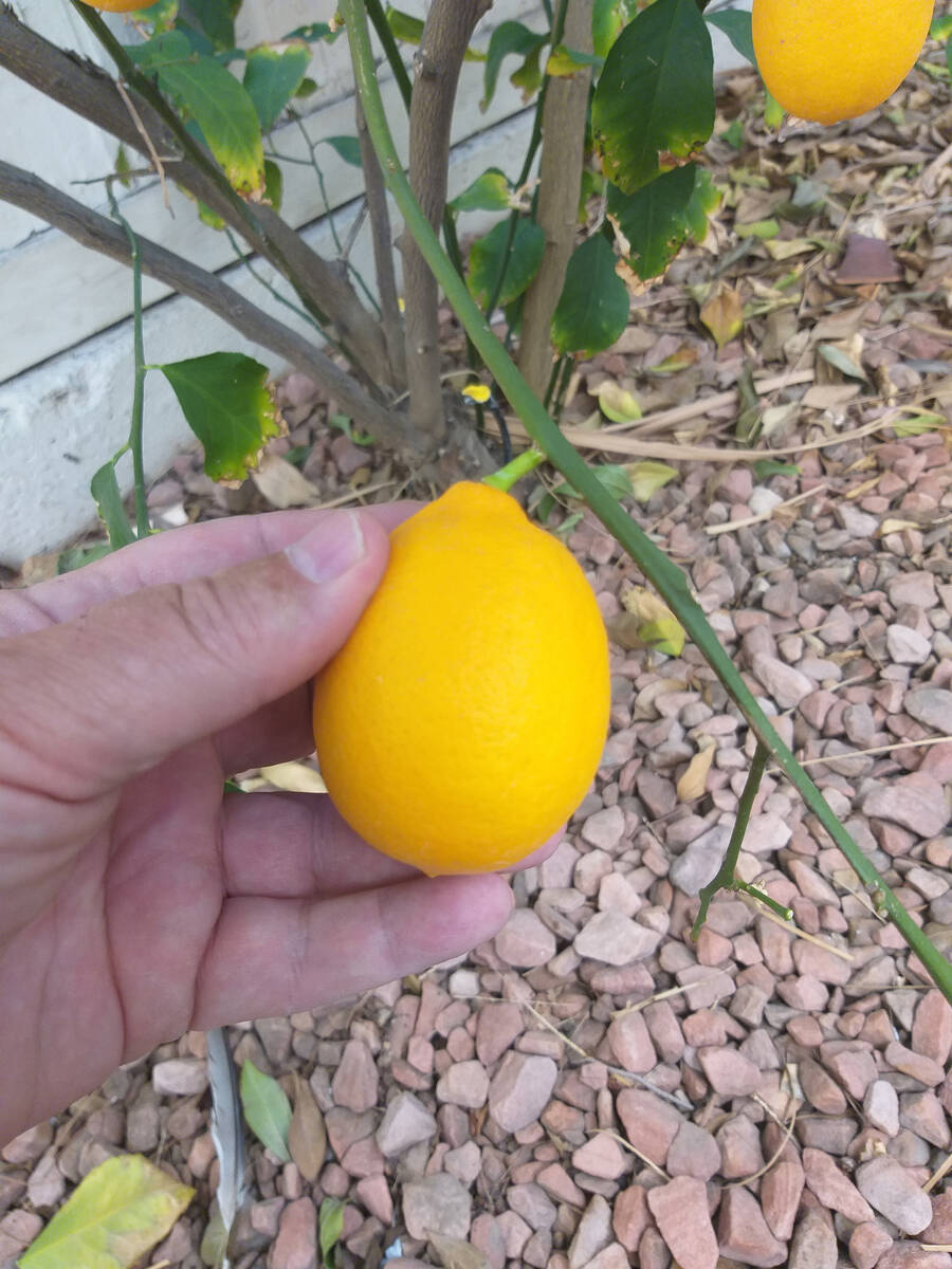 Meyer lemons, which can withstand lower winter temperatures, work better in the Las V ...