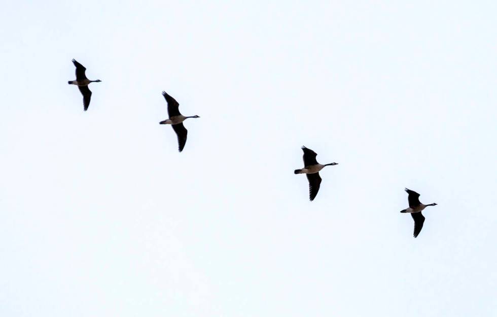 Geese look for a place to land at the Clark County Wetlands Park on World Wetlands Day on Thurs ...