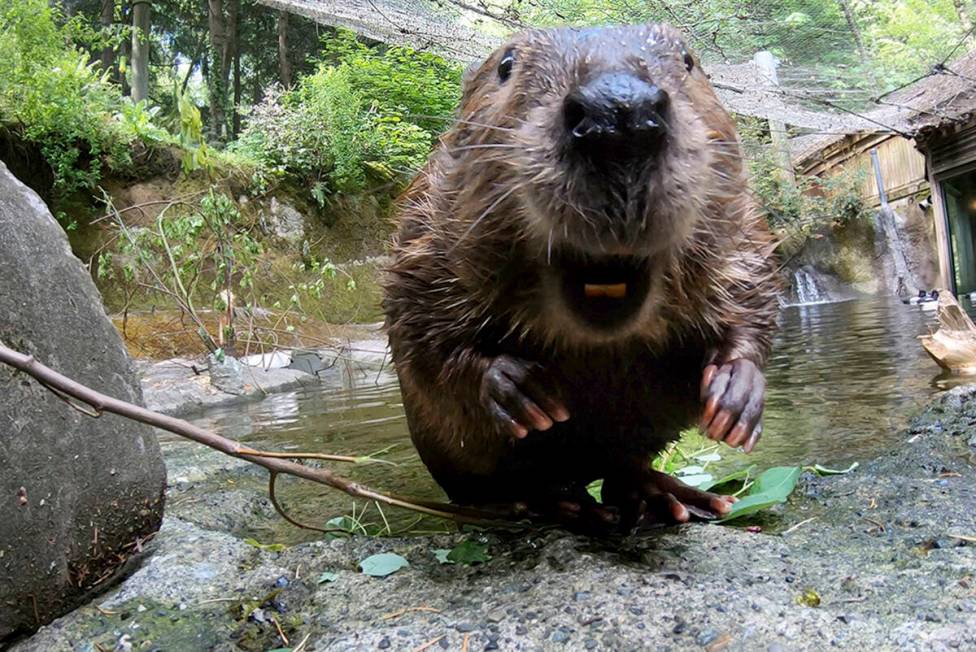 This undated image made from video provided by the Oregon Zoo shows Filbert the beaver in Portl ...