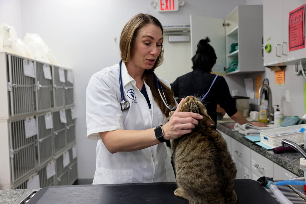 Dr. Taryn C. Griffith checks on “hospital cat” Theodore at the Spay & Neuter Center of Sout ...