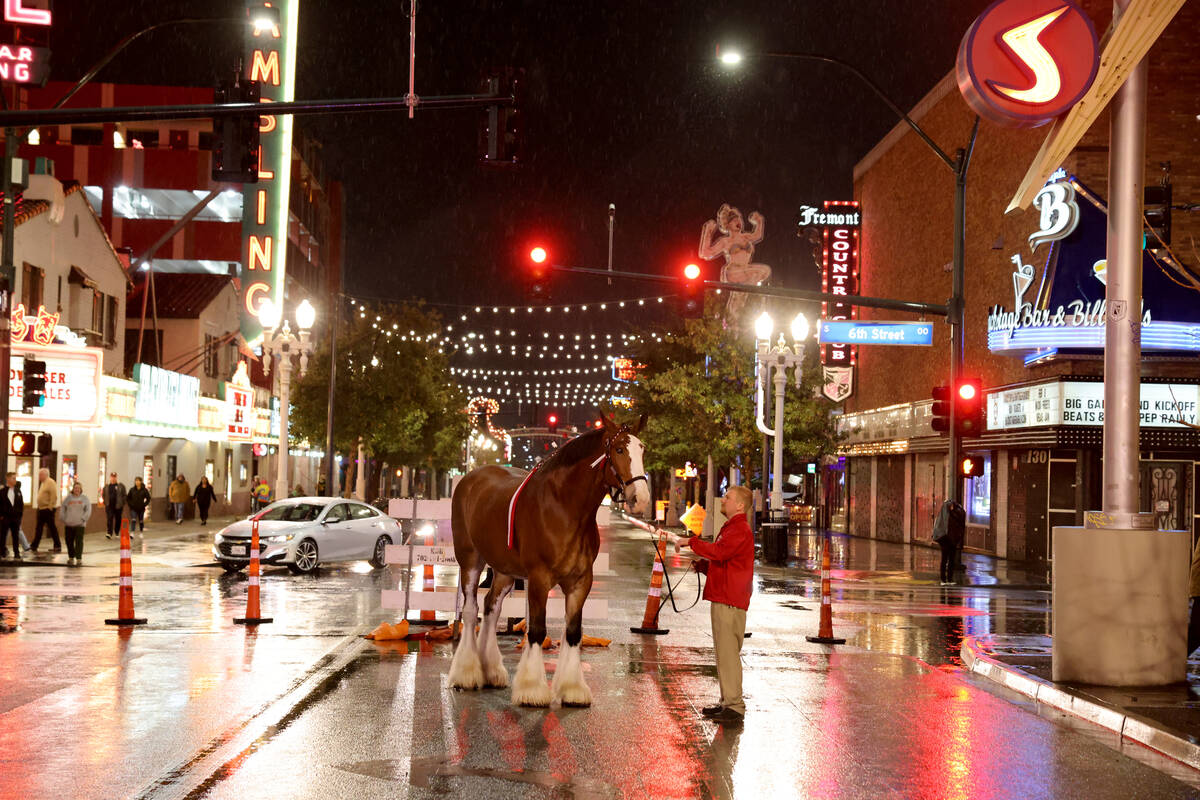 A Budweiser Clydesdales makes it’s way down East Fremont Street in downtown Las Vegas wi ...