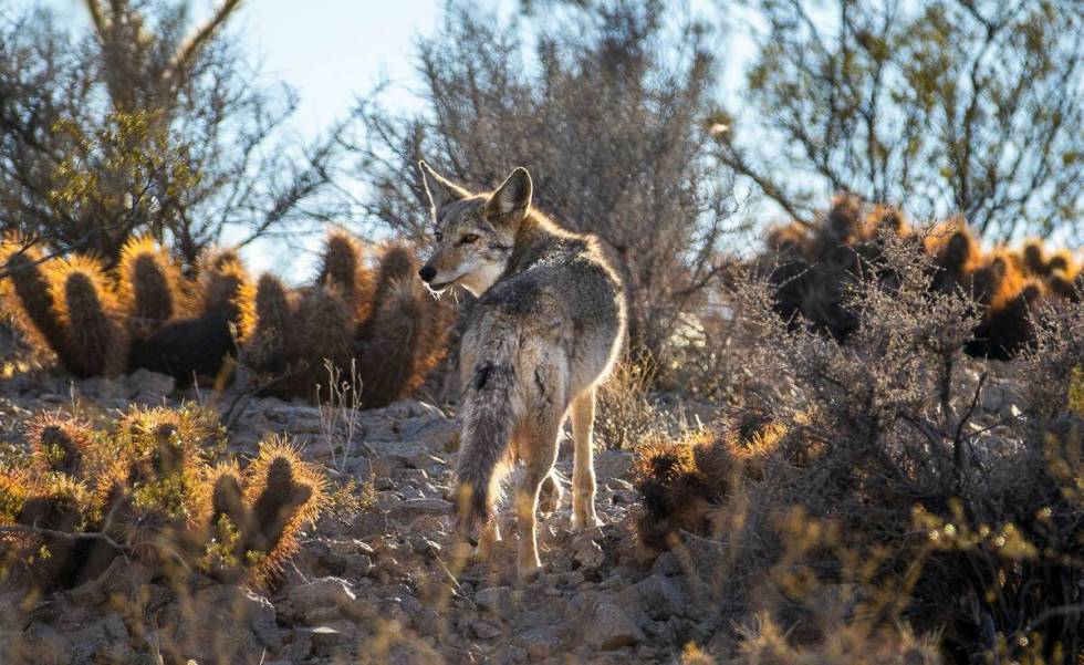 A coyote blends into the desert landscape. (L.E. Baskow/Las Vegas Review-Journal)
