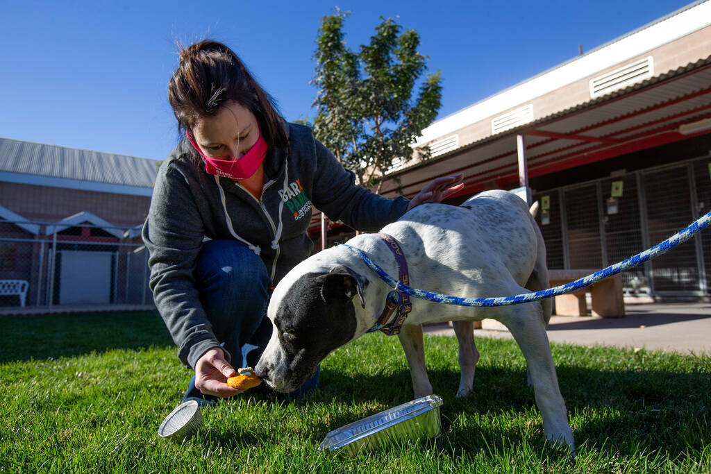 Jen Freet, owner of Barx Parx, feeds 8-year-old Rocky a "PUPSgiving" at City of Henderson Anima ...